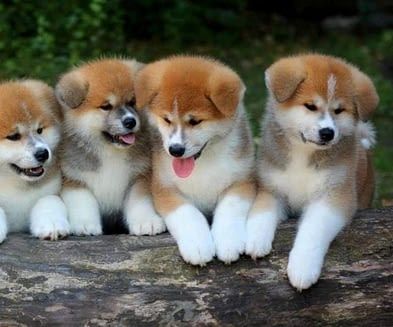 Chunkey Japanese Shiba Inu Puppies ready