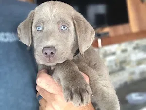 Full pedigree Silver Labrador Retriever Pups