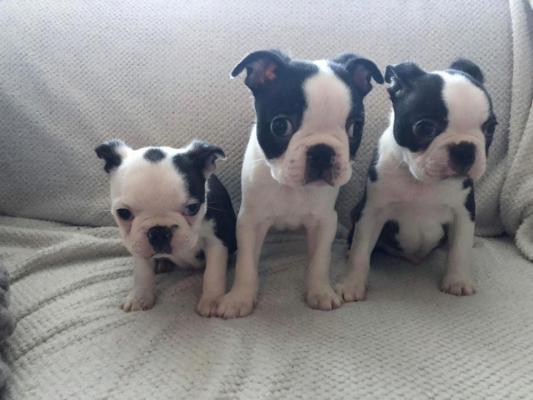 Golden boston terrier   puppies for sale
