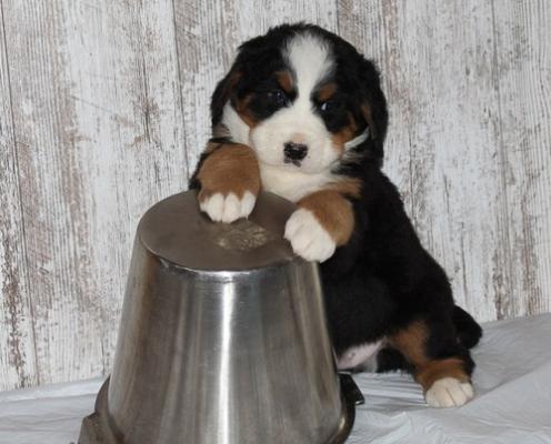 Quality Gbernese mountain dog puppies for sale