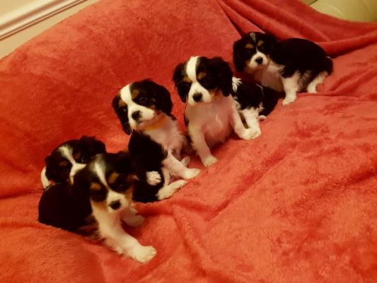 sweet cavalier king charles  pup ready now