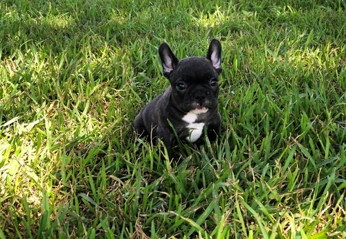Healthy french bulldog   Puppies ready now