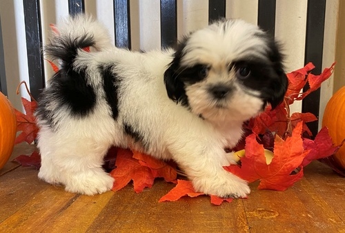 Quality Golden shih tzu   puppies for sale