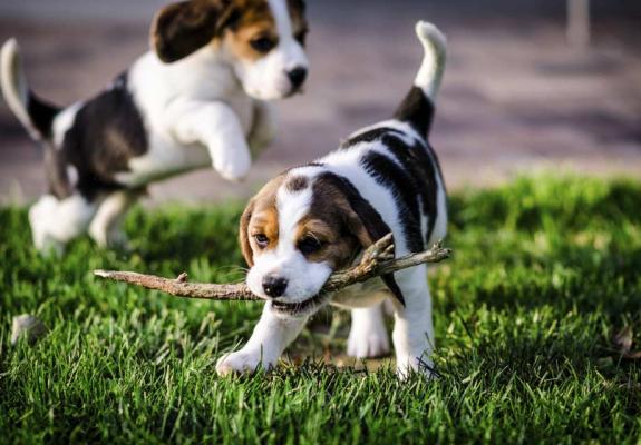 Male and female beagle   pup for pet lovers
