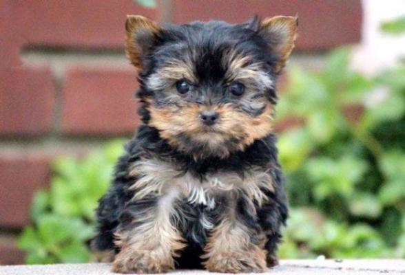 Beautiful Tiny Teacup Yorkshire terrier  Puppies