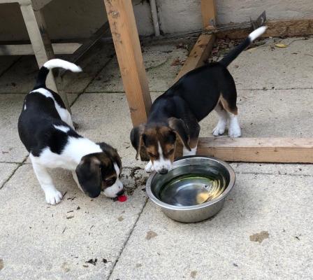 Healthy Sweet beagle  Puppies
