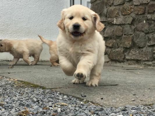 Quality Golden labrador retriever puppies for sale