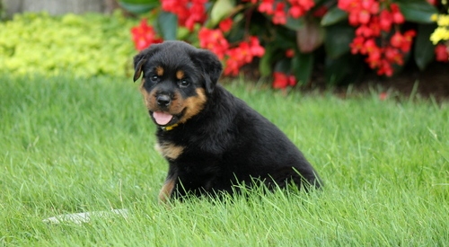 Quality Rottweiler puppies for re-homing