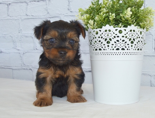 beauitful sweet yorkshire terrier for sale