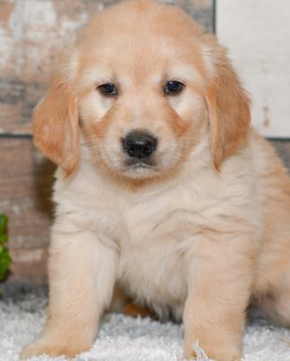 Quality Golden Golden retriever puppies for sale