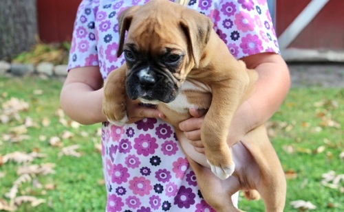 Quality Golden boxer    puppies for sale