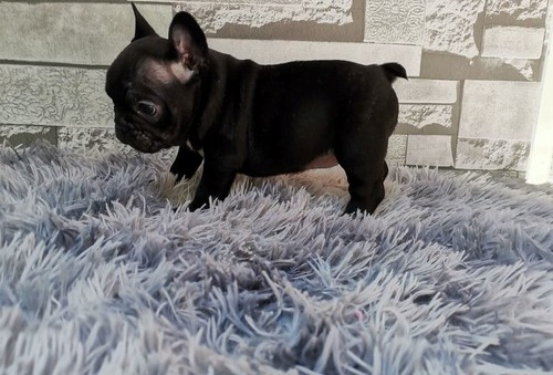 Male and female french bulldog  pup ready