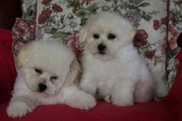 Healthy lovely bichon frise  Puppies ready now