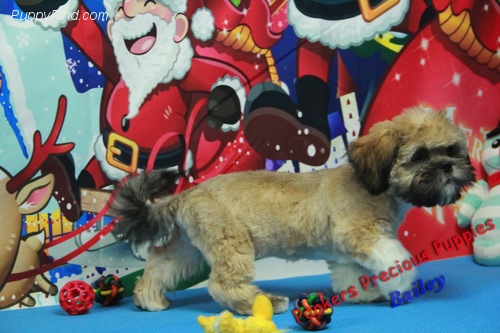 Healthy Lhasa Apso  Puppies ready now
