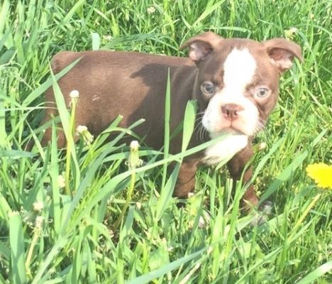 Quality four boston terrier  puppies for sale