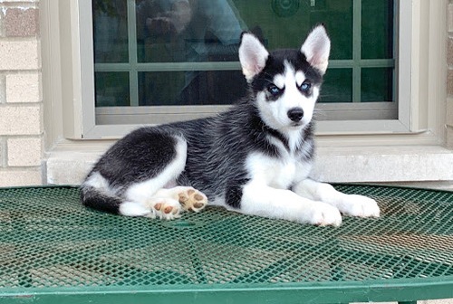 Quality blue eyes Siberian husky puppies for sale