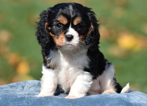 Cavalier king charle  puppies forsale