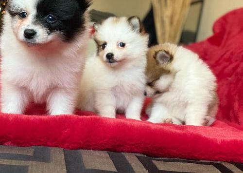 Healthy sweet xmas  Pomeranian Puppies
