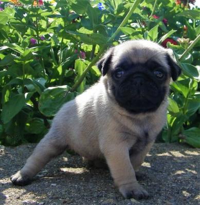 Quality Golden Pug puppies for sale