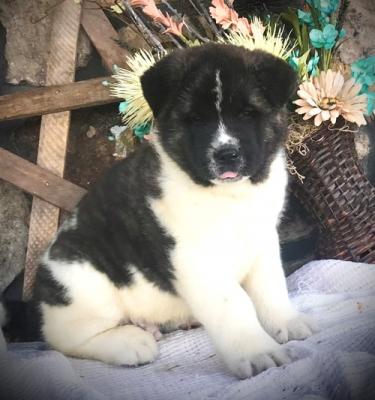 Quality Golden akita    puppies for sale