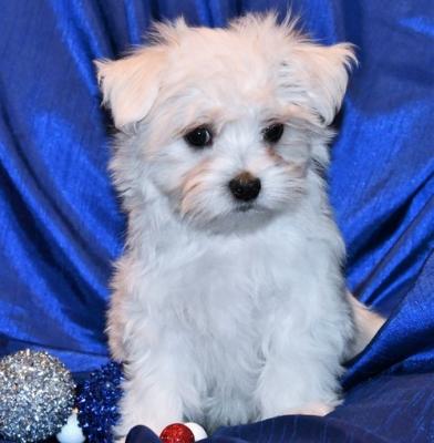 Quality Golden maltese    puppies for sale