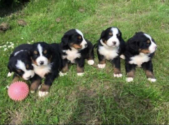 sweet 16 bernese mountain dog  Puppies