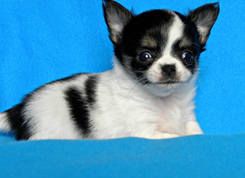 Quality Gorgeous chihuahua puppies for sale