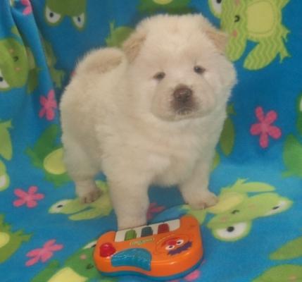 stunning litter chow chow n Puppies