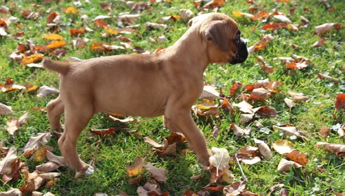 Quality Golden boxer   puppies for sale