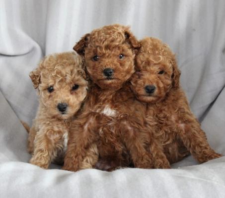 bichpoo puppies for sale
