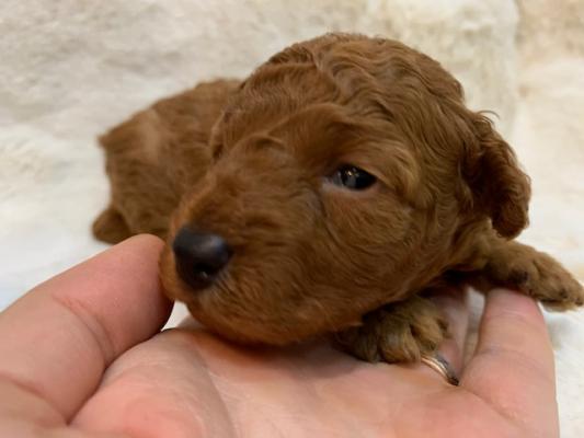 Tiny Toy poodle puppies 