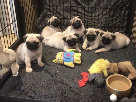Quality Golden pug puppies for sale