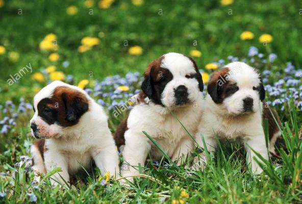 Beautiful Tiny saint bernard   Puppies ready now
