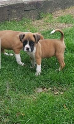 Healthy Teacup boxer  Puppies
