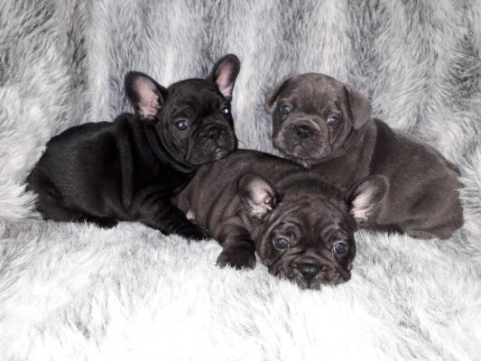 Quality french bulldog puppies for re-homing