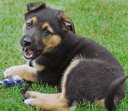 Quality german shepherd  puppies for re-homing