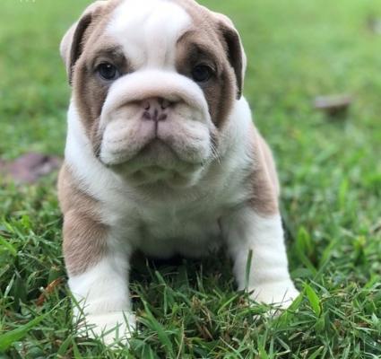 Quality  bulldog puppies for sale ready now