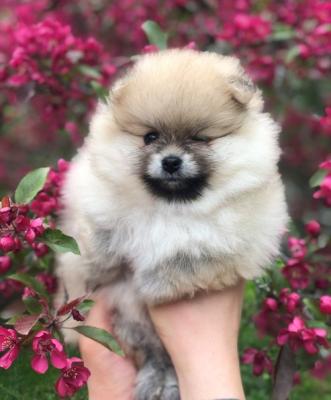 Healthy and caring  Pomeranian Puppies