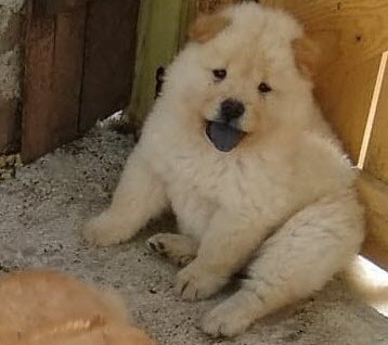 Quality Golden chow chow  puppies for sale