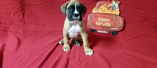 Quality boxer   puppies for sale ready now