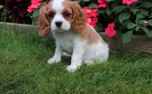 sweet cavalier king charles  pup ready now