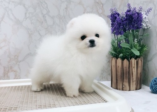 Healthy and caring  Pomeranian Puppies