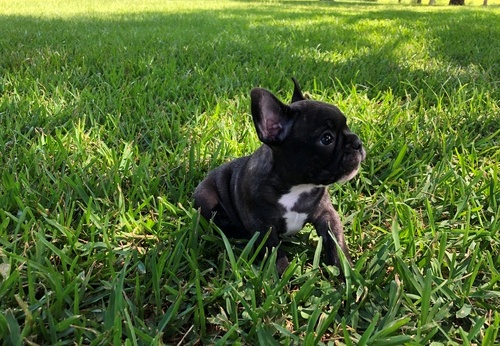 Quality french bulldog puppies for sale ready now