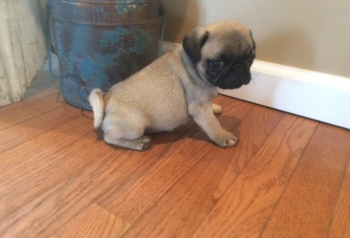 Quality pug  puppies for sale ready now