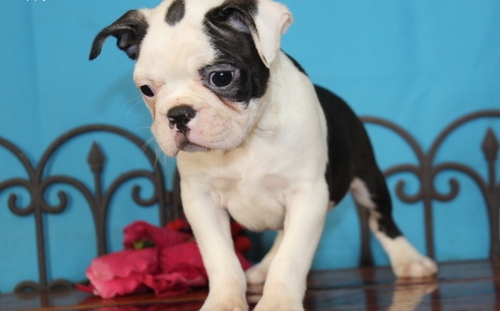 Healthy boston terrier   Puppies ready now