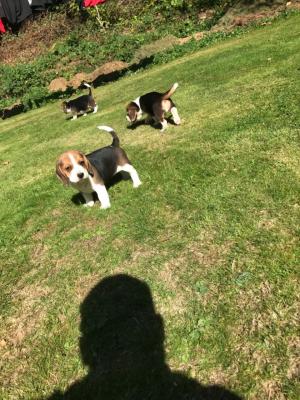 Quality beagle puppies for sale ready now