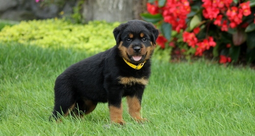 Quality Golden Rottweiler  puppies for sale