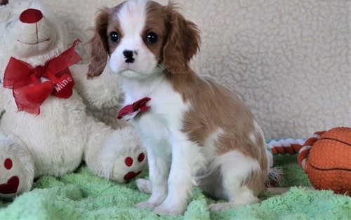 Quality  cavalier king charles puppies for sale