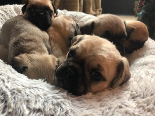 Gorgeous (and rare) F2 Puggle Puppies