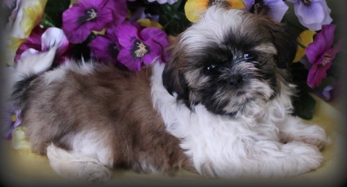 Male and female Shih tzu pup for pet lovers